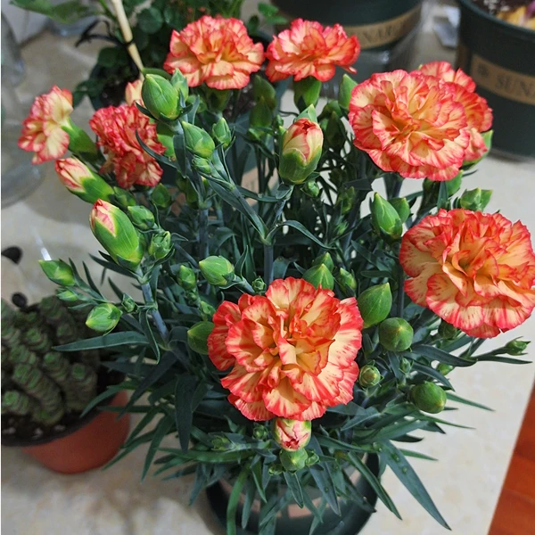 康乃馨盆栽花苗带花苞室内阳台庭院花卉绿植鲜花好养四季开花不断