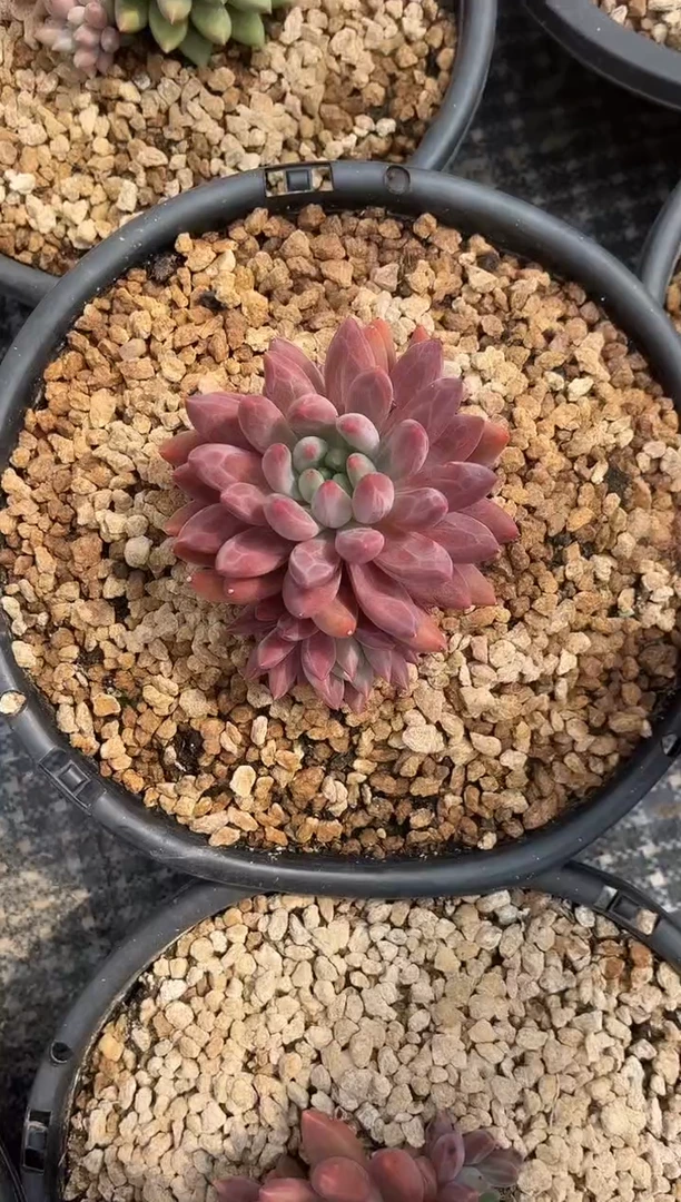水晶球