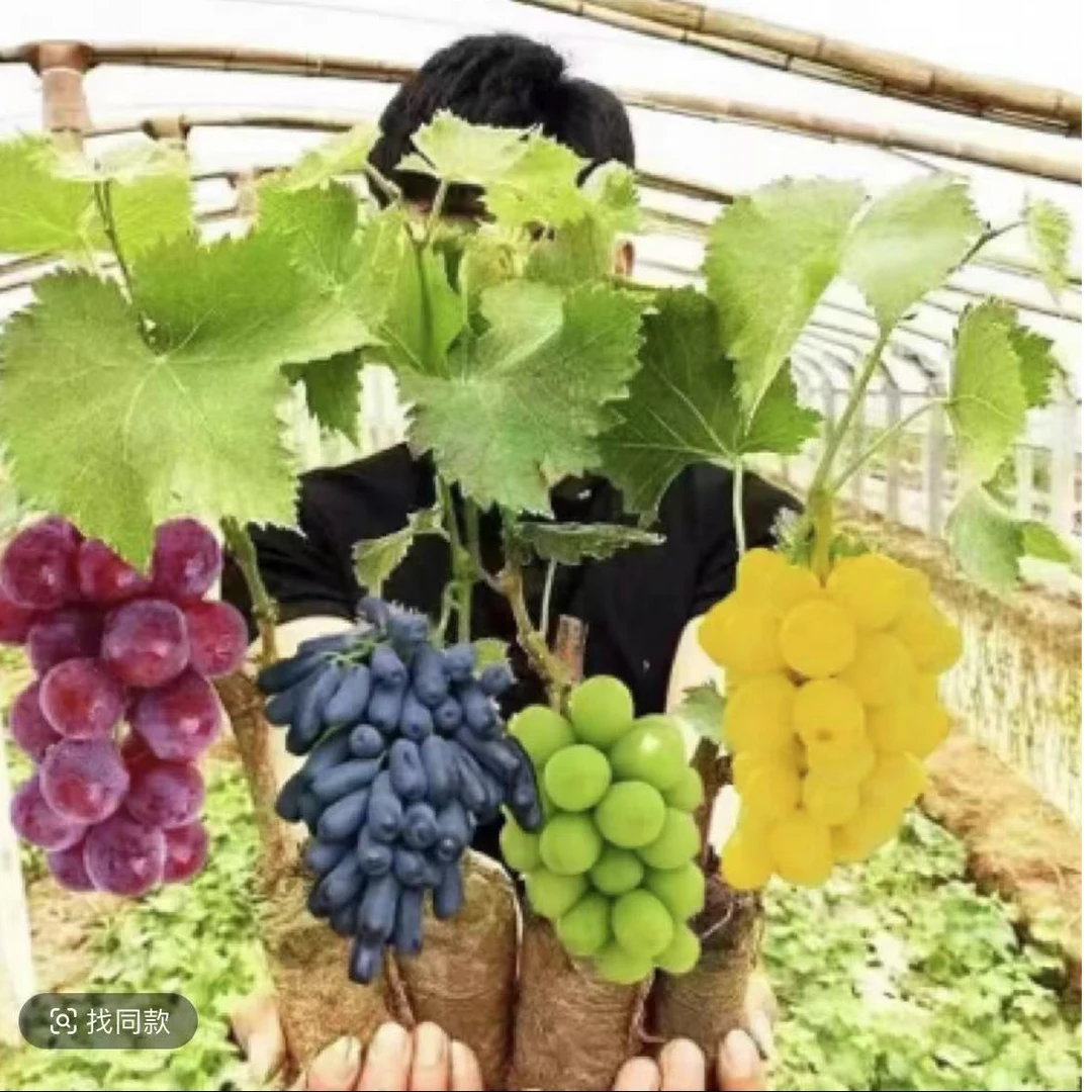 【拍一发三】葡萄苗带叶带土发货南方北方均可种植