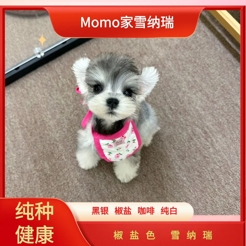 【Momo家雪纳瑞】椒盐色深椒盐浅椒盐雪纳瑞幼犬宠物活体小狗