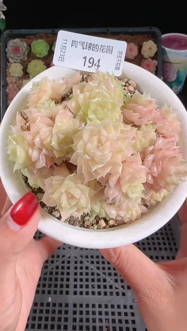 1123-194群生不包整