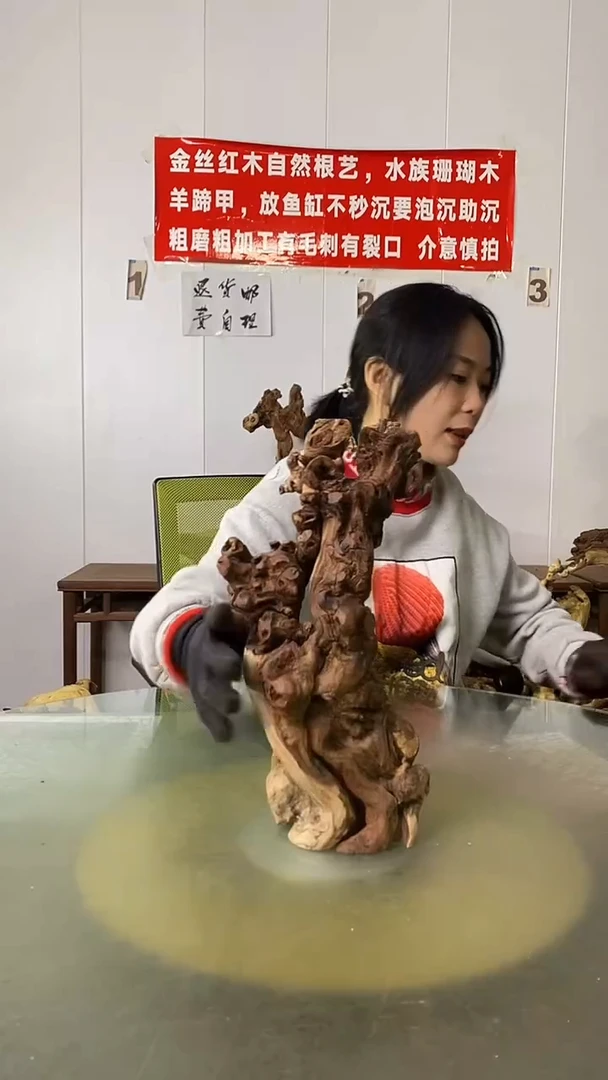 木犇*生金丝红木  羊蹄甲