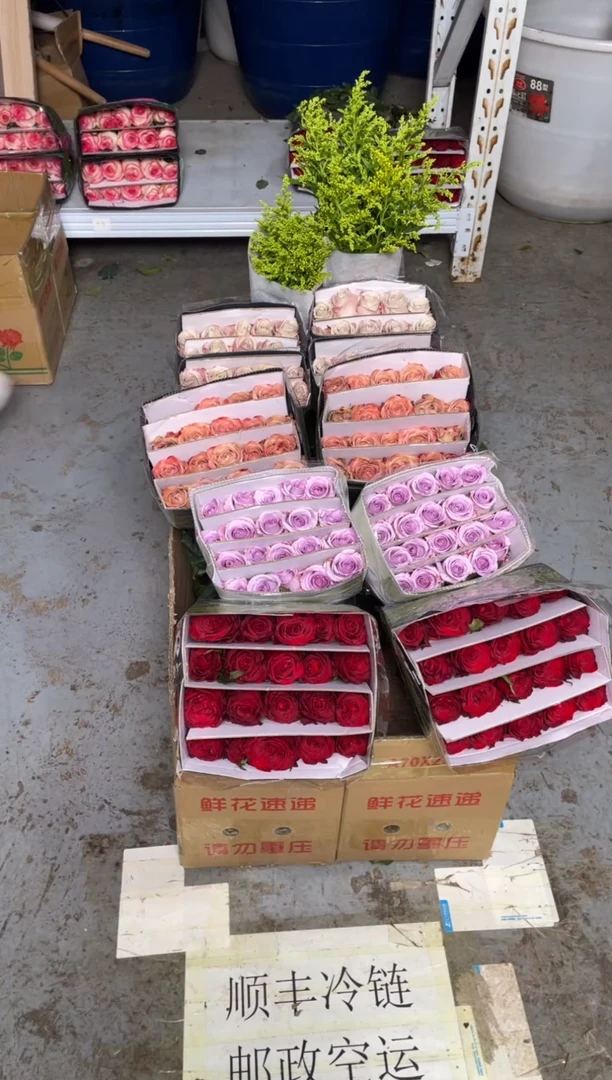 高原红20枝+卡布20枝+海洋之歌20枝+曼塔20枝+黄莺