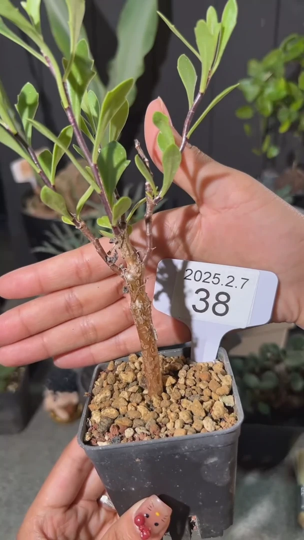 【闪购商品】罗伯塔厚墩菊2.7.38