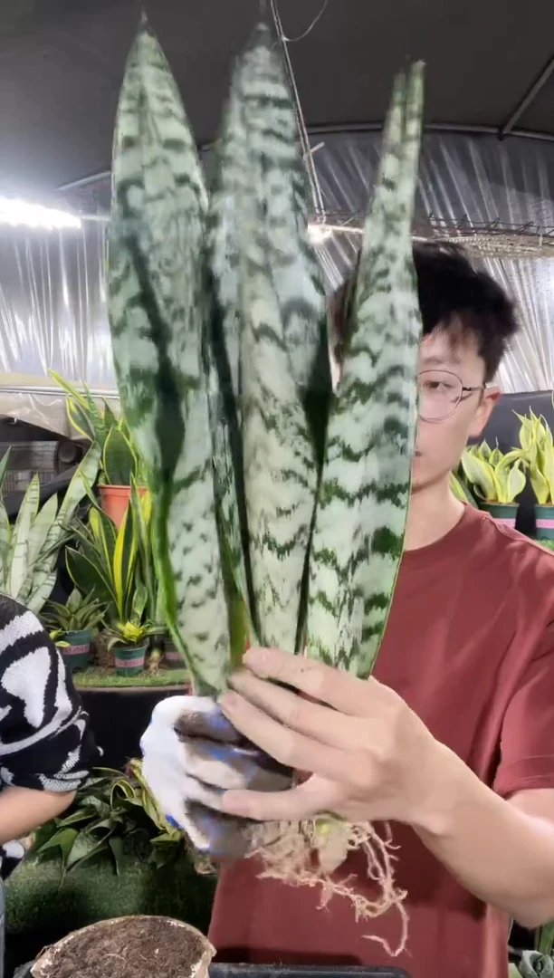 30cm高脚银麦裸根3棵13.8