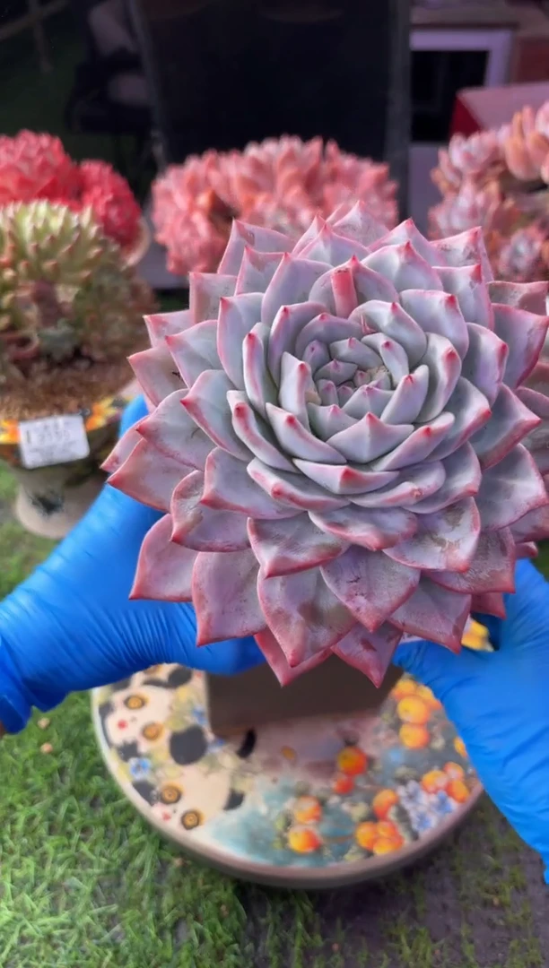 昆明印象多肉3333