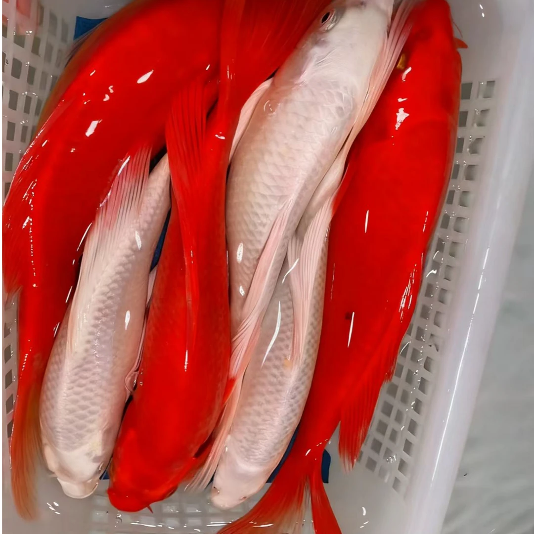 <3>【六条装】 【火鲤3】【白蝴蝶3】包邮