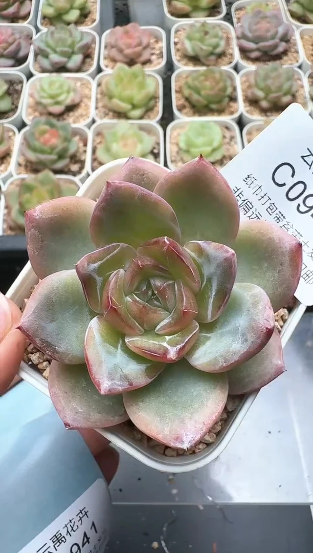 940C云禹多肉植物 带盆土纸巾打包 3颗包邮