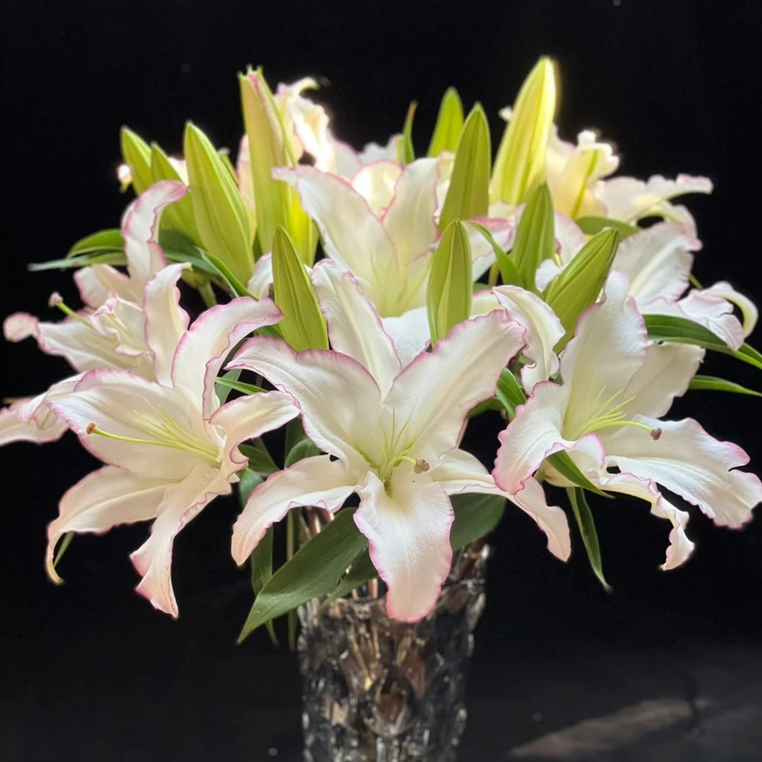 【唇彩】- 单瓣百合 一单包邮顺丰/京东冷链/EMS空运