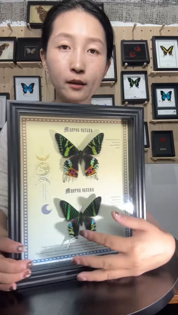 日月同辉蝴蝶标本装饰画大8寸框