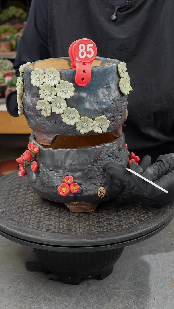 ✿****晶174号85号       盆