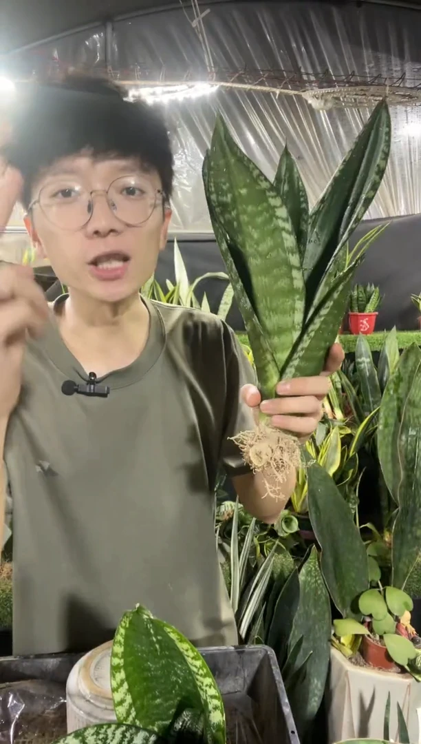 繁星裸根13.8....