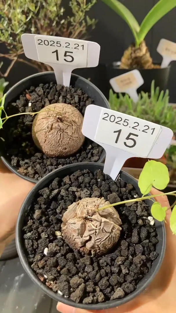 【闪购商品】南非龟甲龙2.21.15