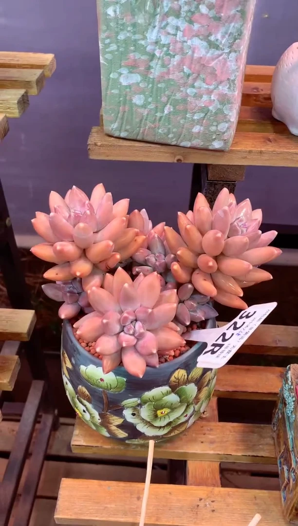 322R（一物一拍，精品多肉，所见即所得 ）