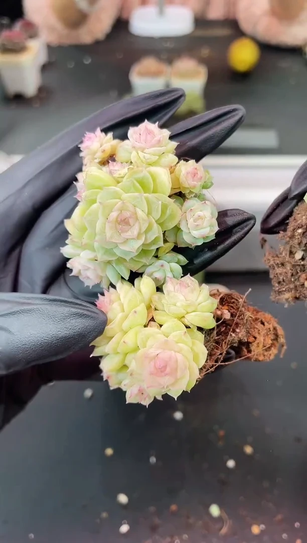 闪购1173  白群生多肉一颗