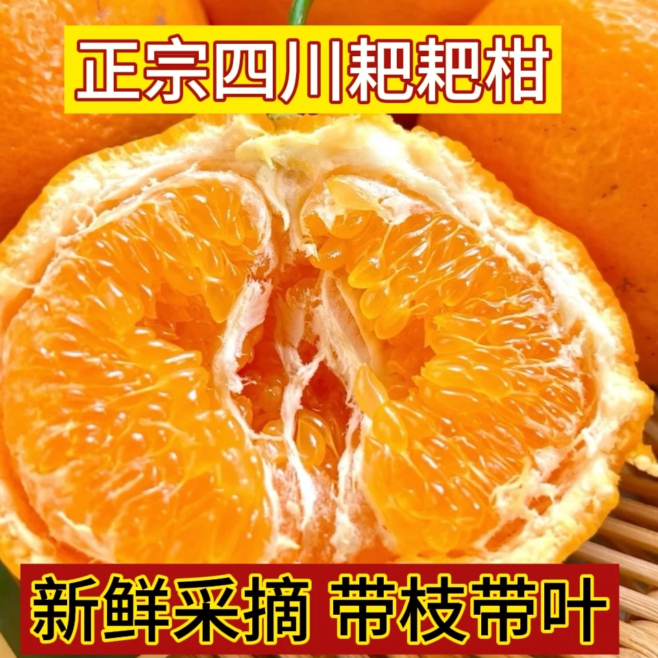 【果园直发】坏果包赔四川耙耙柑新鲜水果香甜橘子