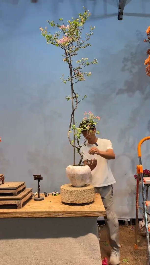 无花朵aa三角梅专场一物一拍10