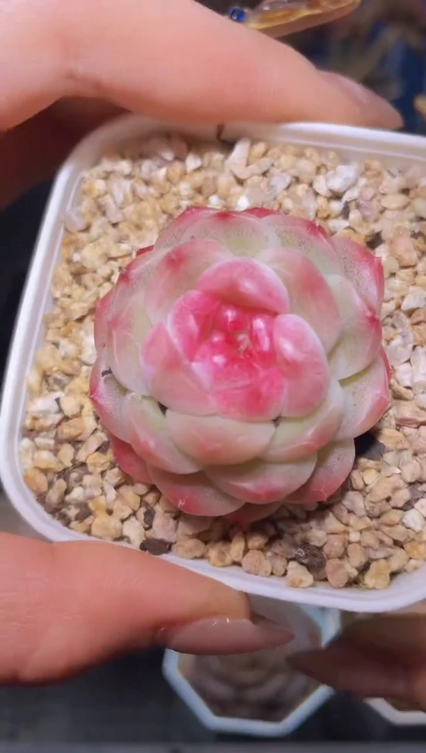 【闪购商品】180厂牌多肉