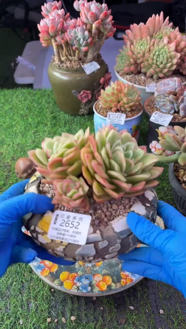 昆明印象多肉2652