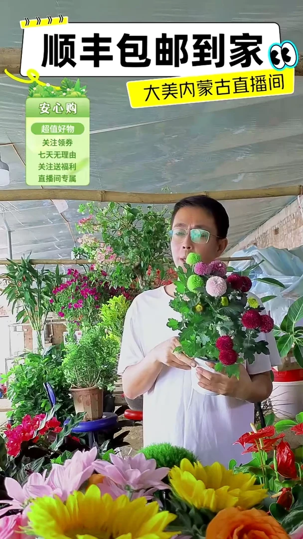 完全开放六色乒乓菊