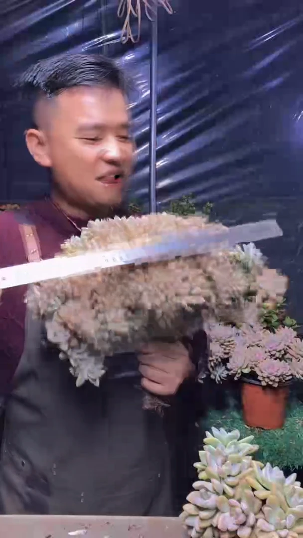 180淡雪缀化（一物一拍）