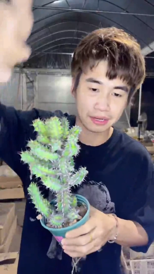 龙角 麒麟【带根】