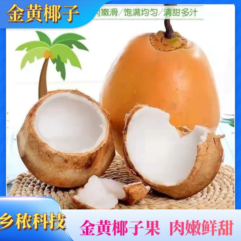 (黄金椰)海南特产新鲜黄金椰子大果现摘带皮纯天然孕妇水果