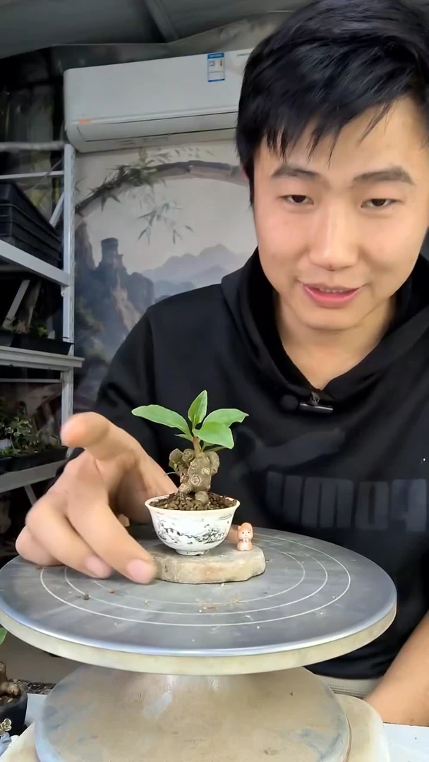 廖*柳中青园艺一物一拍花72