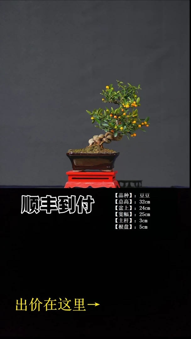 无花朵豆豆 不包邮