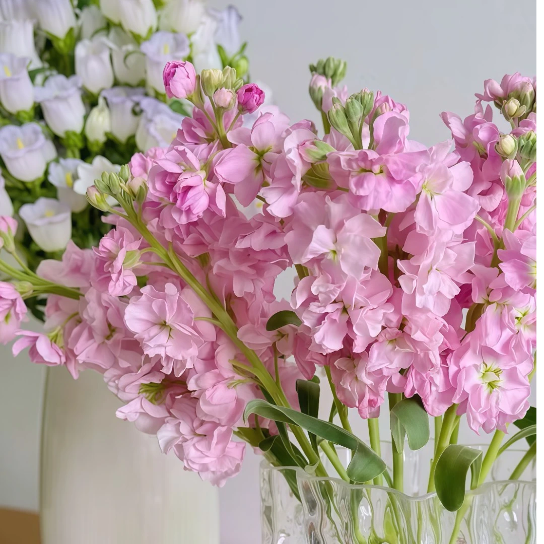 【粉色紫罗兰5支】今天下单明天到2单包邮