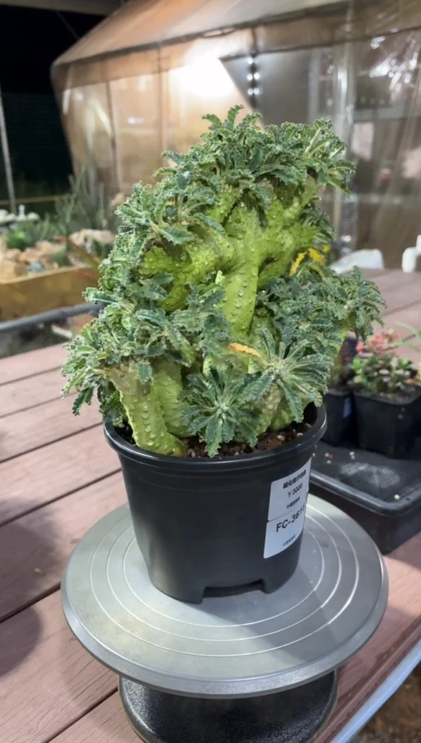 缀化椰子琉桑FC-3618