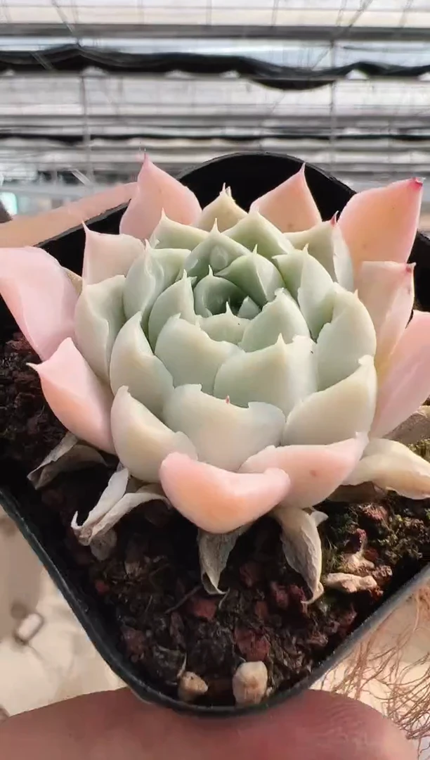 【闪购商品】新款多肉-169