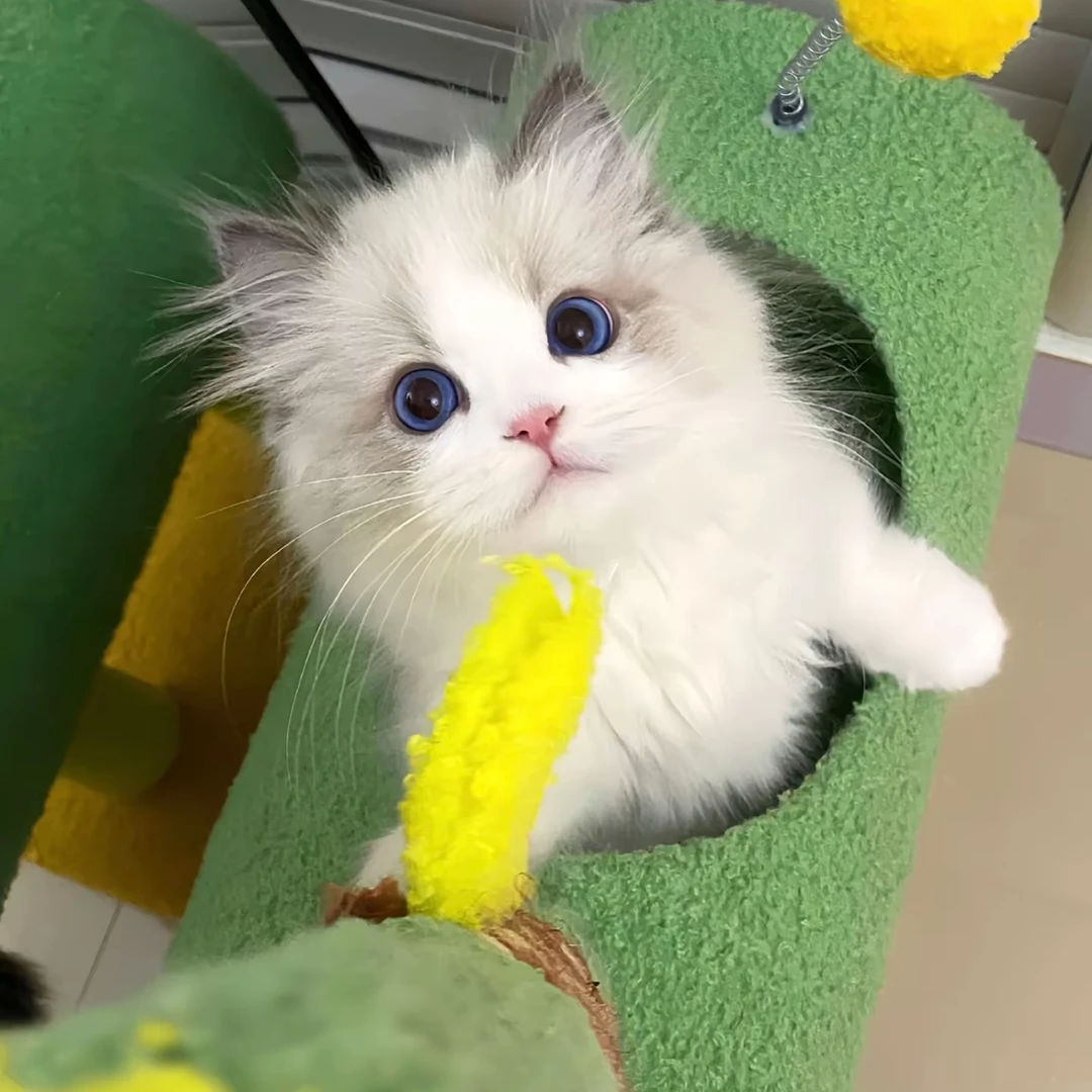 （喵妙屋）全品类猫咪 布偶 金渐层 缅因 蓝猫 银渐层 暹罗 金吉拉