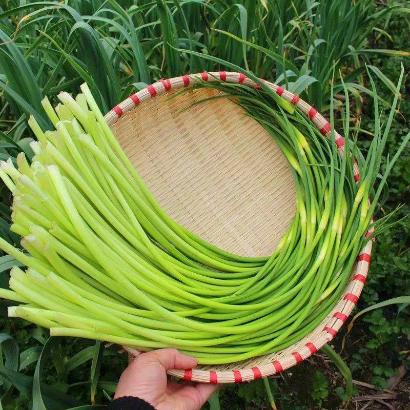 河南农家自种新鲜红帽蒜苔 新鲜采摘 现揪现发