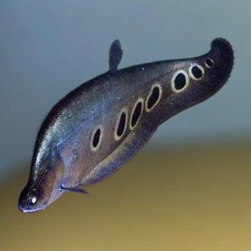 七星热带刀鱼活体白化金刀淡水冷水观赏鱼龙鱼淡水鱼大型鱼苗好养