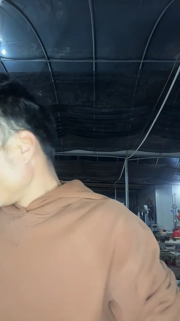 球***者实生天紫玉锦底部有伤