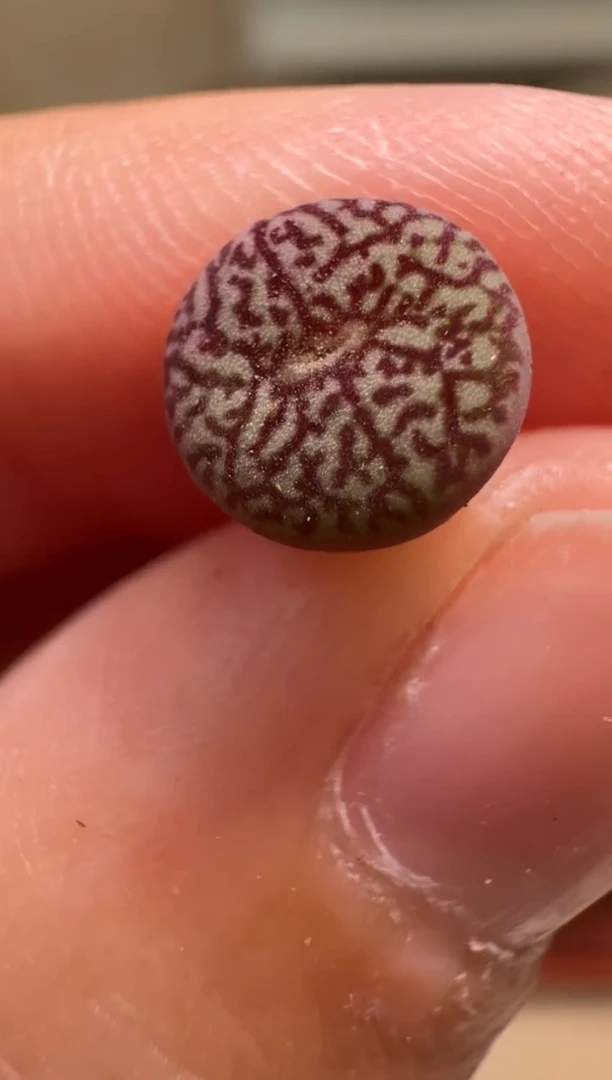 9-2多肉植物肉锥