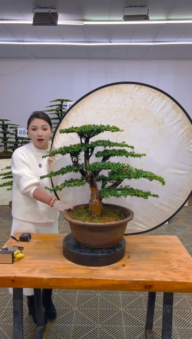 无花朵一物一拍一物一拍