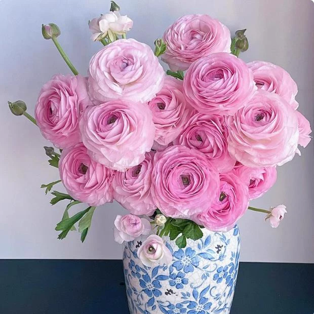 [正价款]洋牡丹鲜花30支