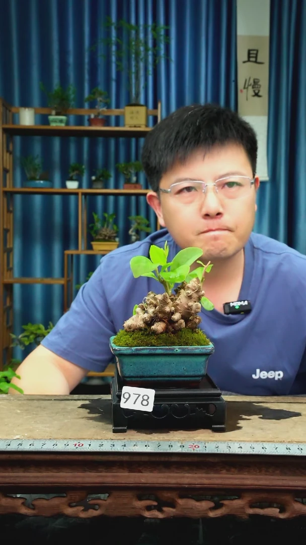 无花朵苔藓微景观978号