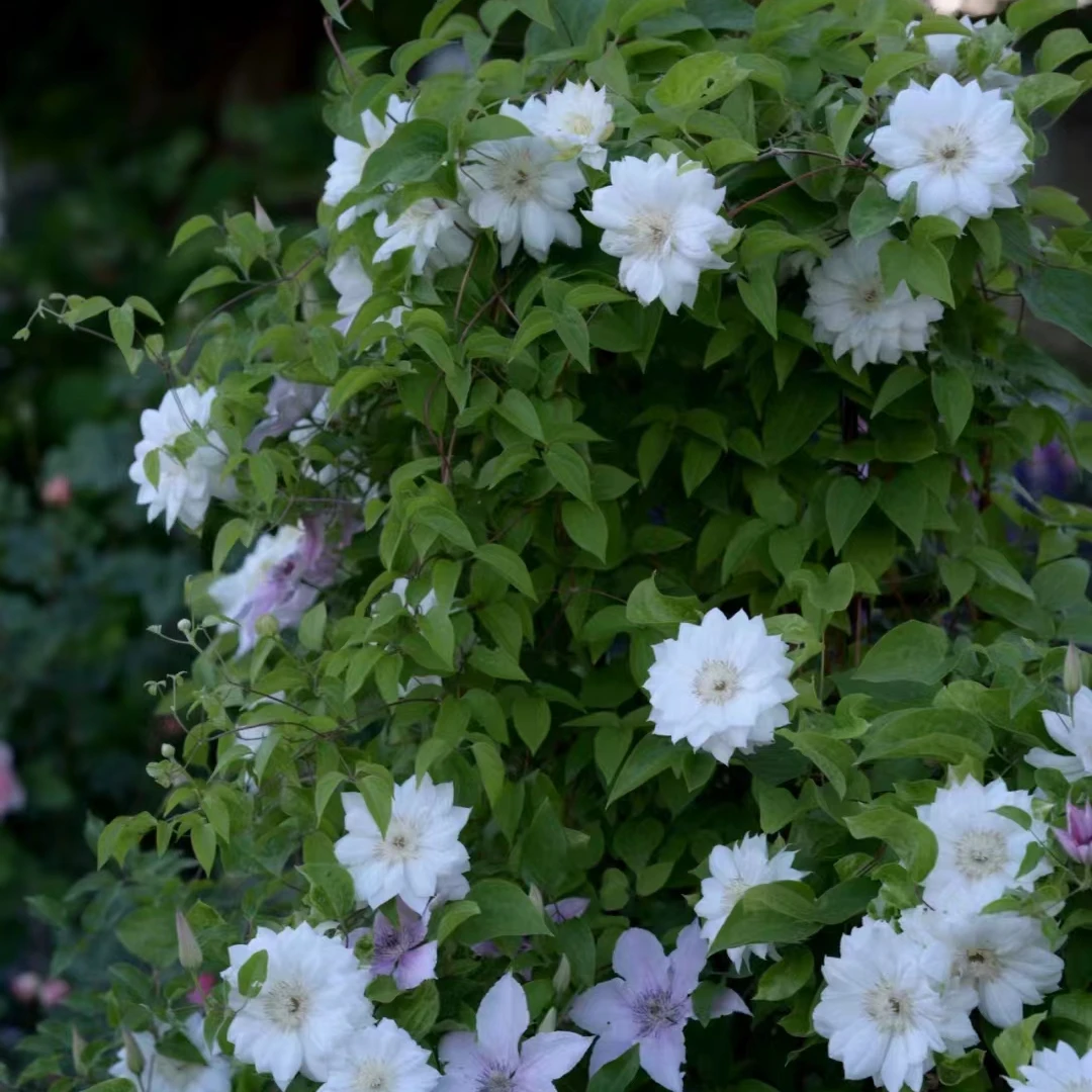 铁线莲中大苗【 爱丁堡】 阳台庭院花园盆栽地栽植物 二类晚花