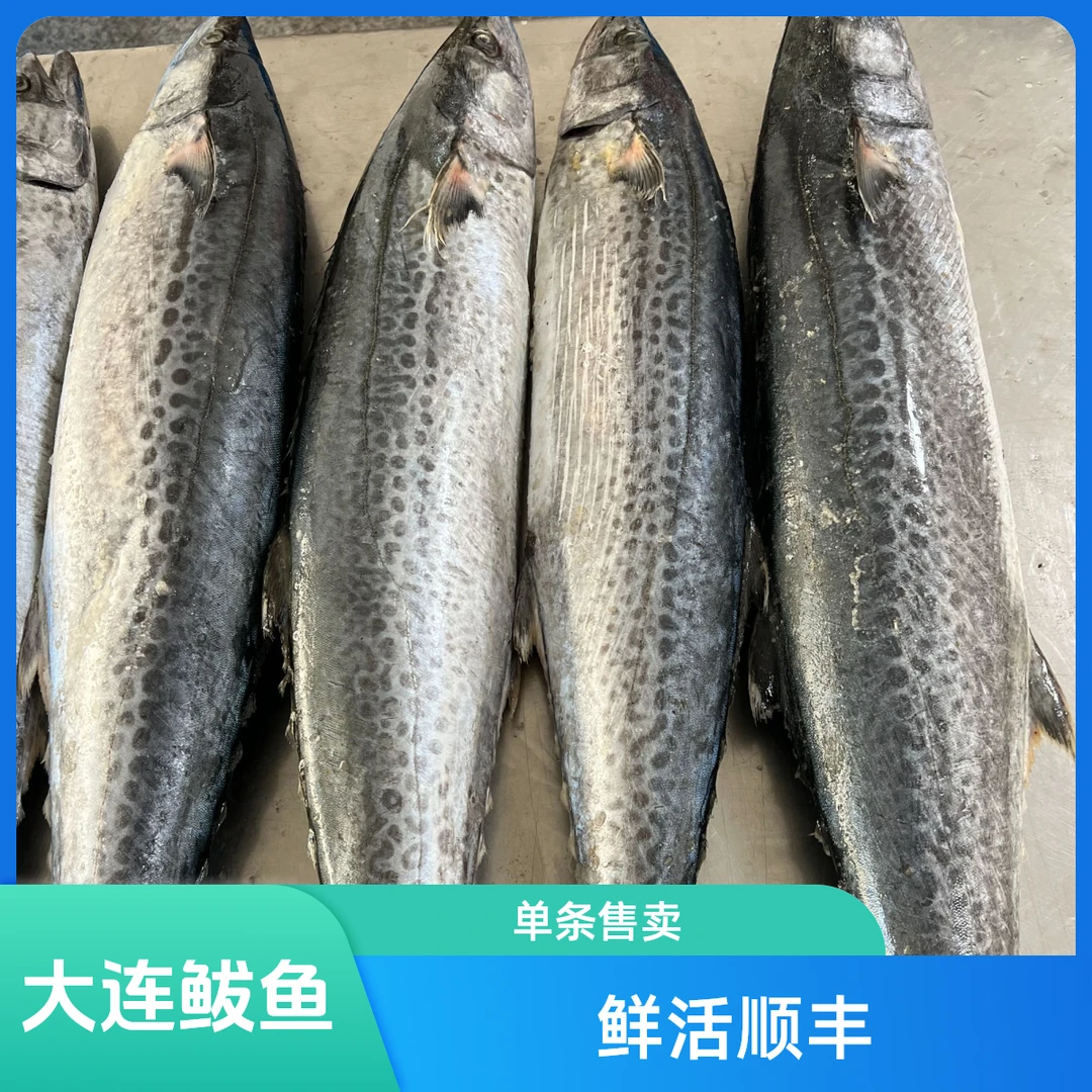 大连大鲅鱼，单条包装，顺丰包邮，单条4斤以上