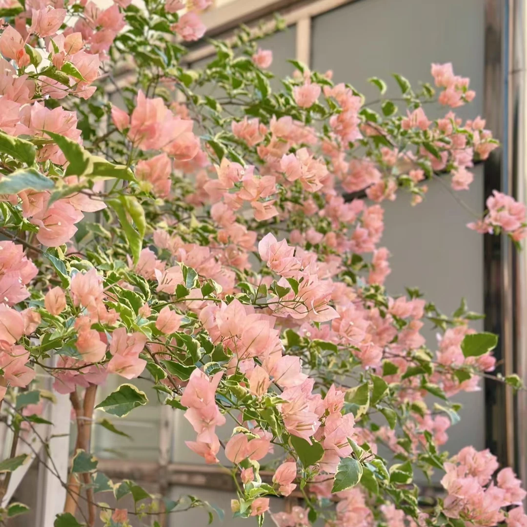 【一物一拍】三角梅品种苗勤花喜阳爬藤阳台庭院植物
