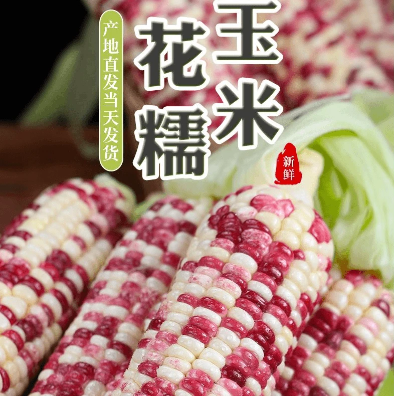 广西花糯玉米5斤装/5-8根香甜软糯低卡代餐新鲜应季蔬菜水果