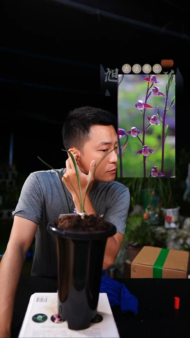 当前无花栽培后可以开花手*猫细叶寒兰端研—前垄单苗（一物一拍）