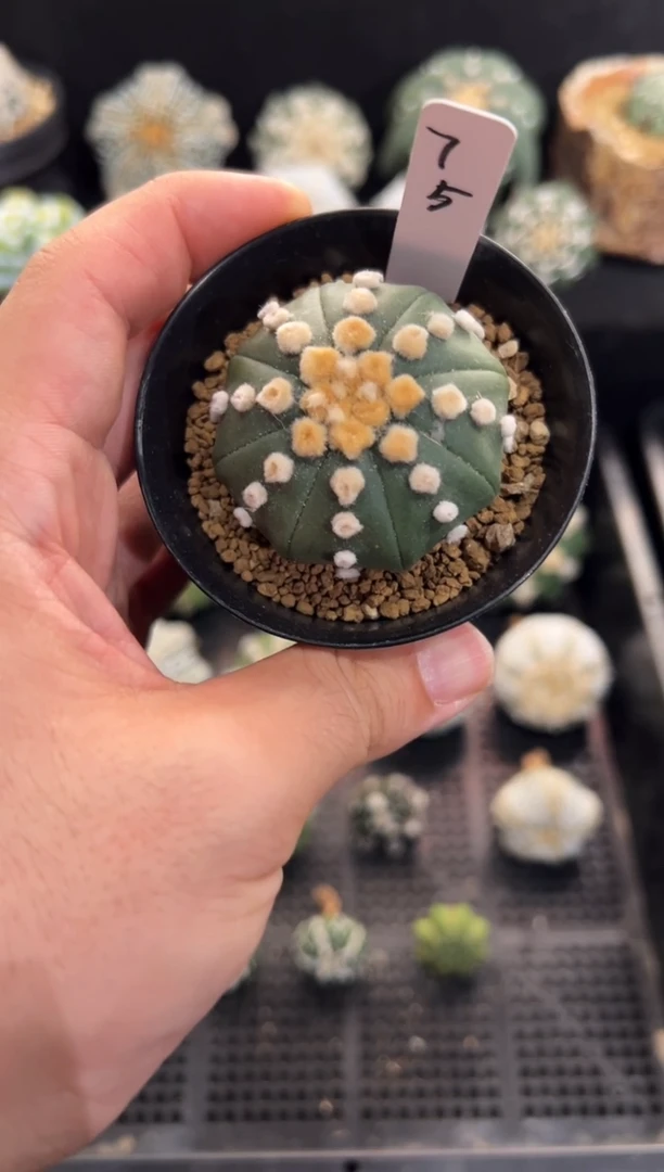 海星连油实生编码75