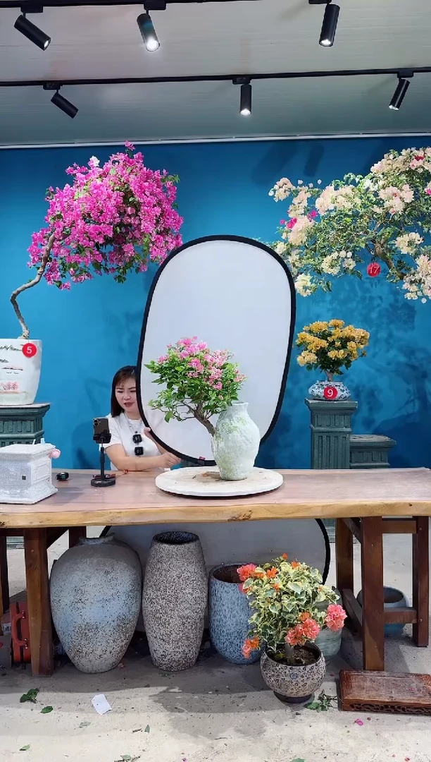 全部花朵漳红樱三角梅