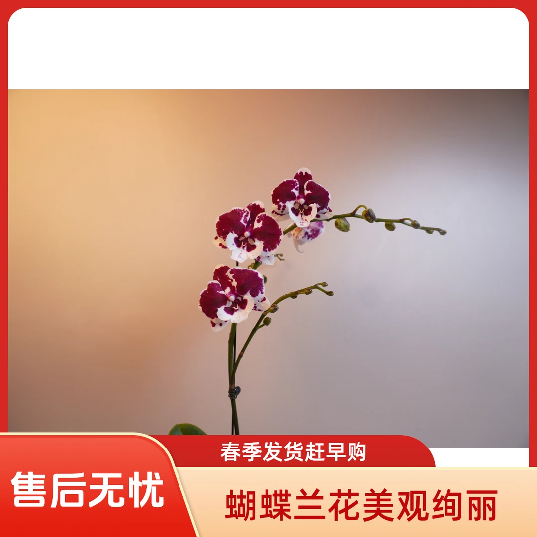 朝暮里蝴蝶兰【一千零一夜】3.0寸带花带花苞开花珠发货