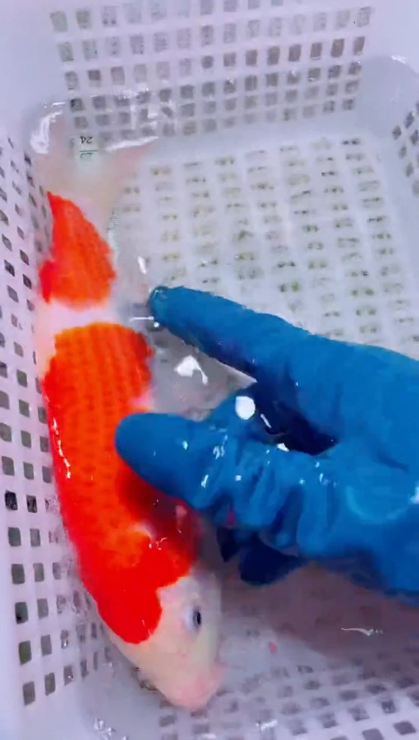 锦鲤血统锦鲤全场包邮187