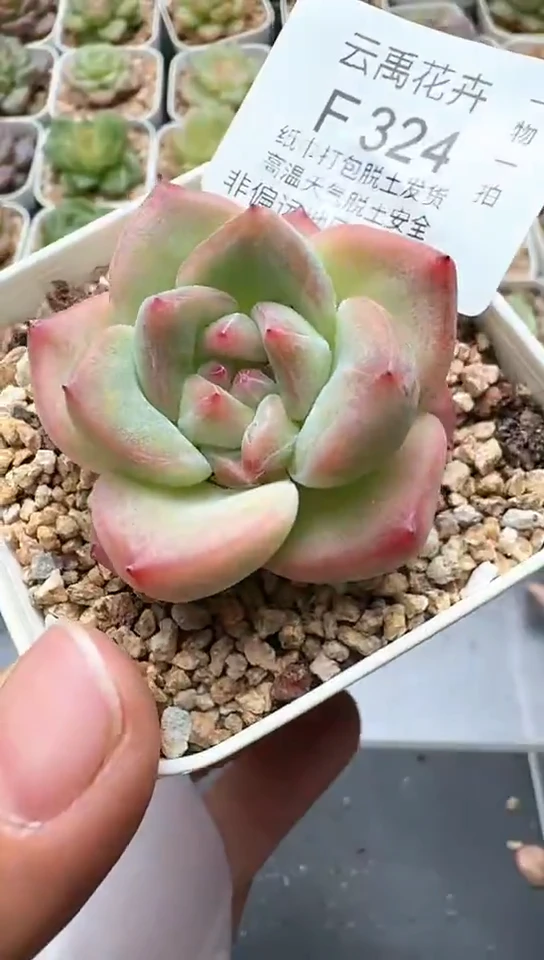 324F云禹多肉植物 默认脱土纸巾打包 3颗包邮